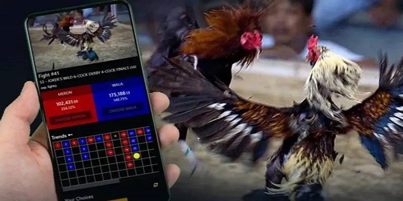 Trang ww88 xây kèo đá gà C1 liên tục cho khách hàng đặt cược