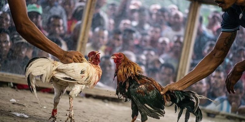 Thể thức thi đấu chuẩn xác trong giải đá gà trực tiếp C1