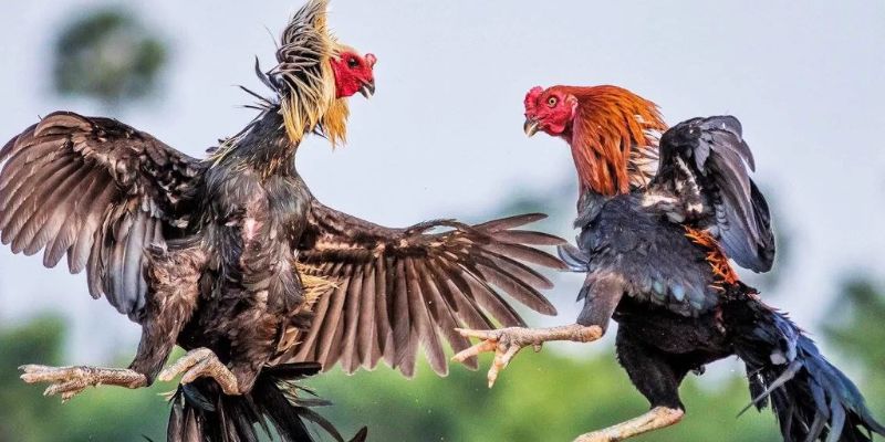 Quy tắc và kèo cược có tại đá gà Campuchia