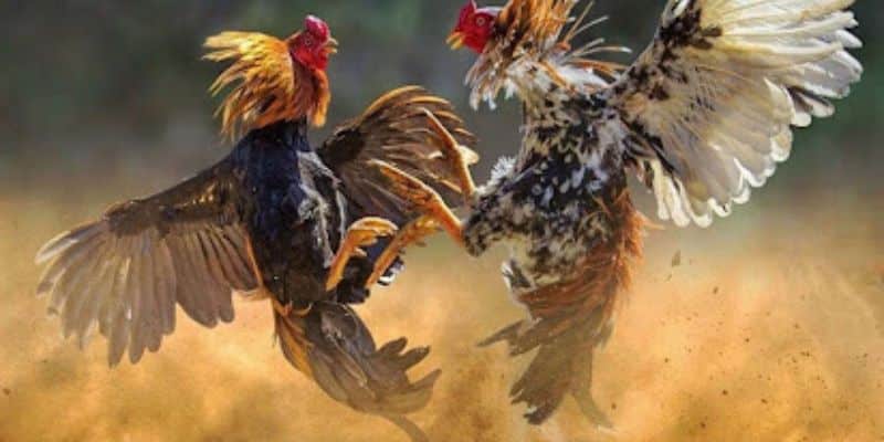 Mẹo Đá Gà Cựa Dao
